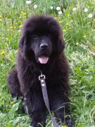 Превью фото № 226310