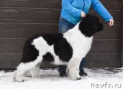 Превью фото № 226314