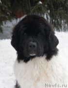 Превью фото № 226316