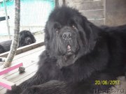 Превью фото № 226327