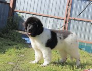 Превью фото № 226332