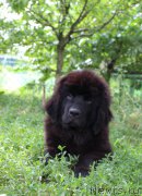 Превью фото № 226358