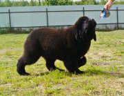 Превью фото № 226375