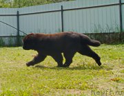 Превью фото № 226382