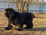 Превью фото № 226390