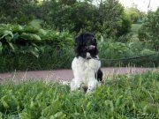 Превью фото № 226409