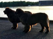 Превью фото № 226431