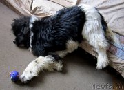 Превью фото № 226444