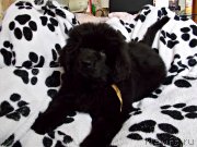 Превью фото № 226469