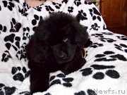 Превью фото № 226472