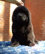 Превью фото № 226511