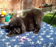 Превью фото № 226516