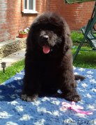 Превью фото № 226518