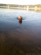 Превью фото № 226540