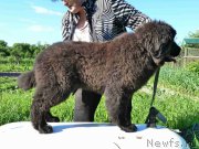 Превью фото № 226559