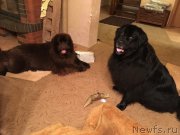 Превью фото № 226587