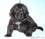 Превью фото № 22662