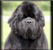 Превью фото № 226656