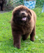 Превью фото № 226663