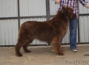 Превью фото № 226683