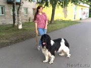 Превью фото № 226790