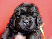 Превью фото № 226798