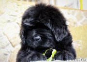 Превью фото № 226801