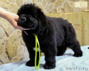 Превью фото № 226803