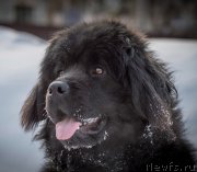 Превью фото № 226835