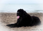 Превью фото № 226841