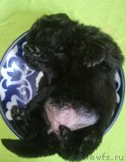 Превью фото № 226849