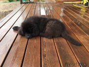 Превью фото № 226864