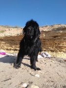 Превью фото № 226915