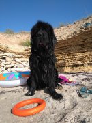 Превью фото № 226918