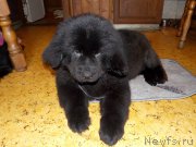 Превью фото № 226953