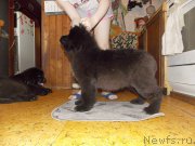 Превью фото № 226956