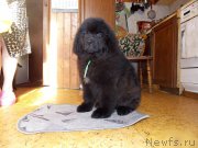 Превью фото № 226958