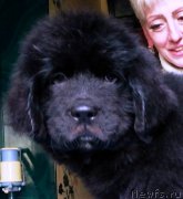 Превью фото № 227070