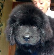 Превью фото № 227071