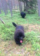 Превью фото № 227148