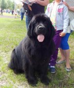 Превью фото № 227155