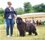 Превью фото № 227220