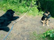 Превью фото № 227265