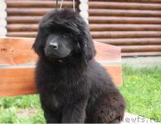 Превью фото № 227330