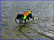 Превью фото № 227385