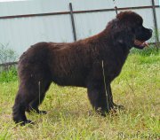 Превью фото № 227433