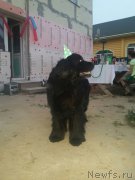 Превью фото № 227457