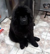 Превью фото № 227459