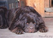 Превью фото № 227473