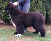 Превью фото № 227480